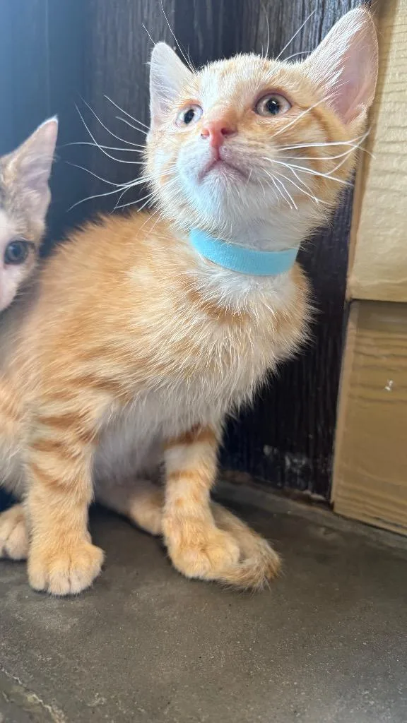 A baby small-sized male Domestic Short Hair cat named Tundra for adoption in Clarksville, TN