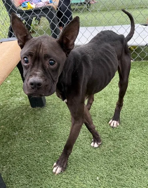 A young medium-sized male Mixed Breed dog named Jed for adoption in Columbia, SC
