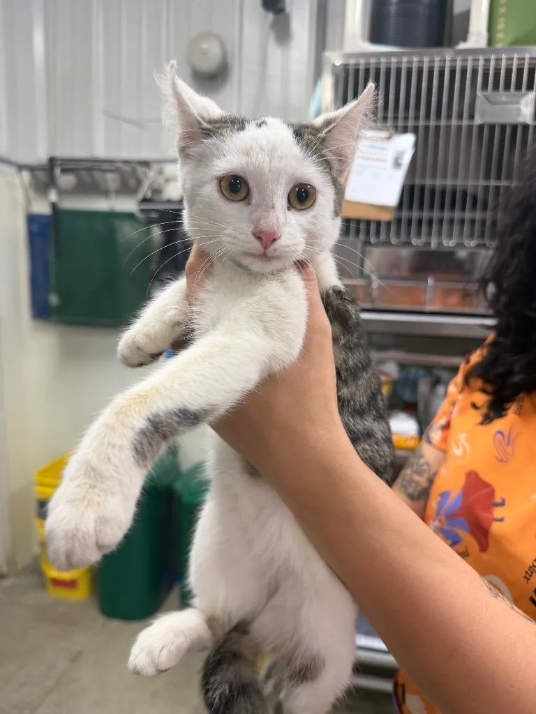 A baby small-sized female Domestic Short Hair cat named Kala for adoption in Greensburg, IN