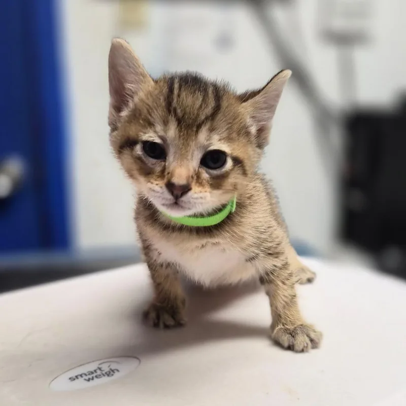A baby small-sized male Brown / Chocolate Domestic Short Hair cat named Hippo for adoption in Wahiawa, HI