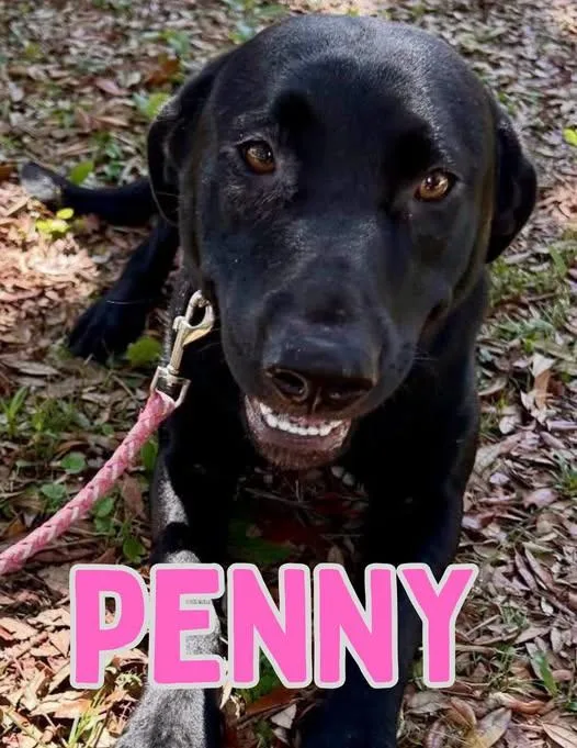 Penny