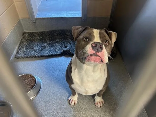 An adult extra large-sized male Pit Bull Terrier dog named Zion for adoption in Tustin, CA