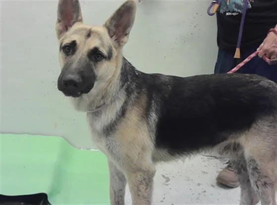 A young large-sized male German Shepherd Dog dog named Luke for adoption in Houston, TX