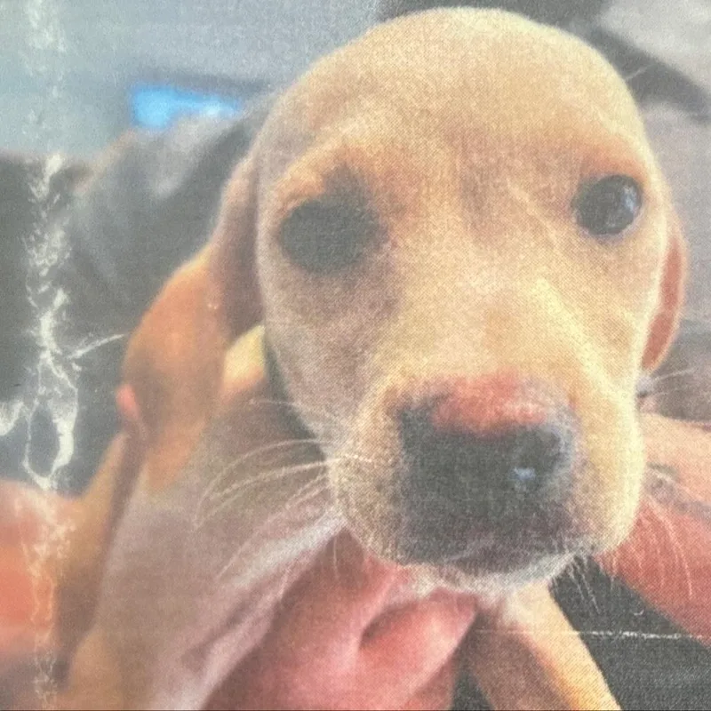 A baby small-sized male Yellow / Tan / Blond / Fawn Labrador Retriever dog named Nachito D for adoption in Princeton, MN