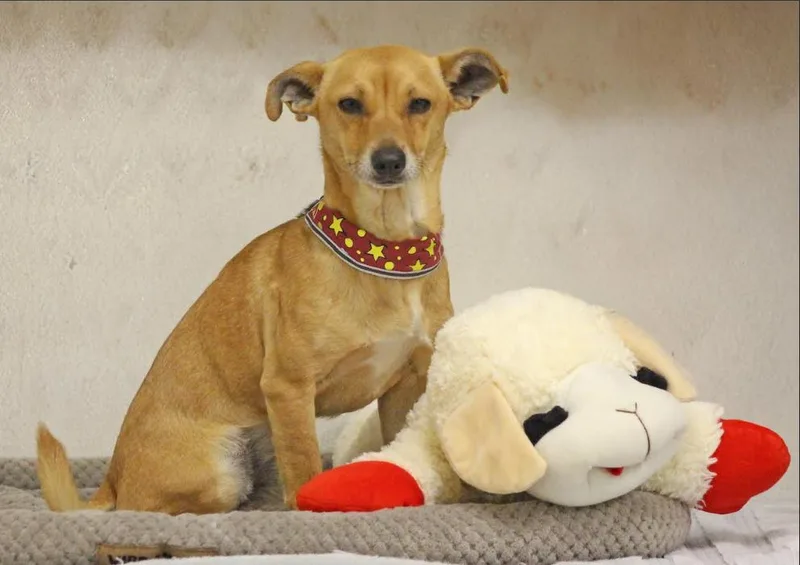 A young small-sized male Chihuahua dog named Heath In Tx for adoption in Cranston, RI