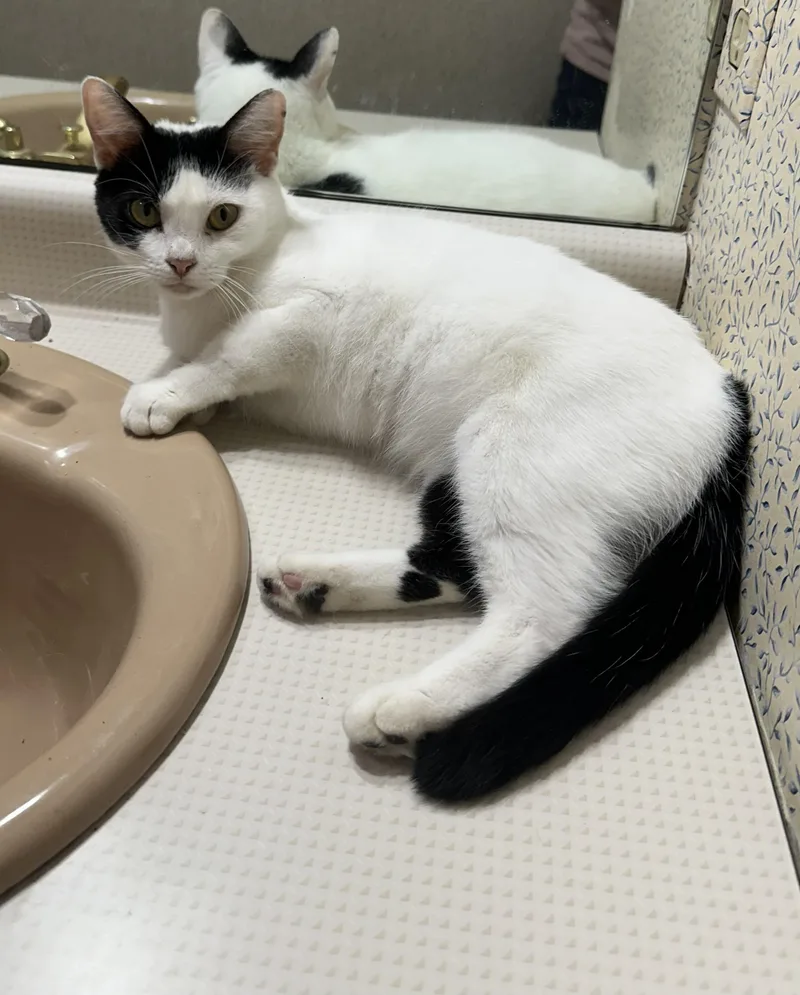 A baby medium-sized female Domestic Short Hair cat named Dot for adoption in Smyrna, DE