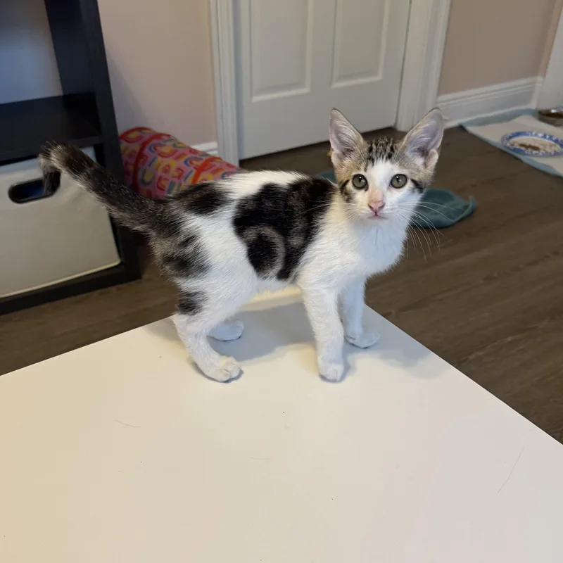 A baby medium-sized male Tabby (Gray / Blue / Silver) Domestic Short Hair cat named Carlos for adoption in Metairie, LA