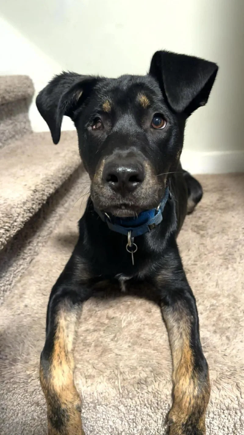 A baby large-sized male Rottweiler dog named Rocky for adoption in Coldwater, MI