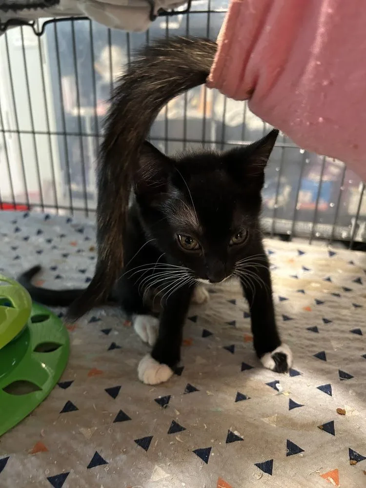 A baby small-sized female Black Domestic Short Hair cat named CocoNina for adoption in Orlando, FL