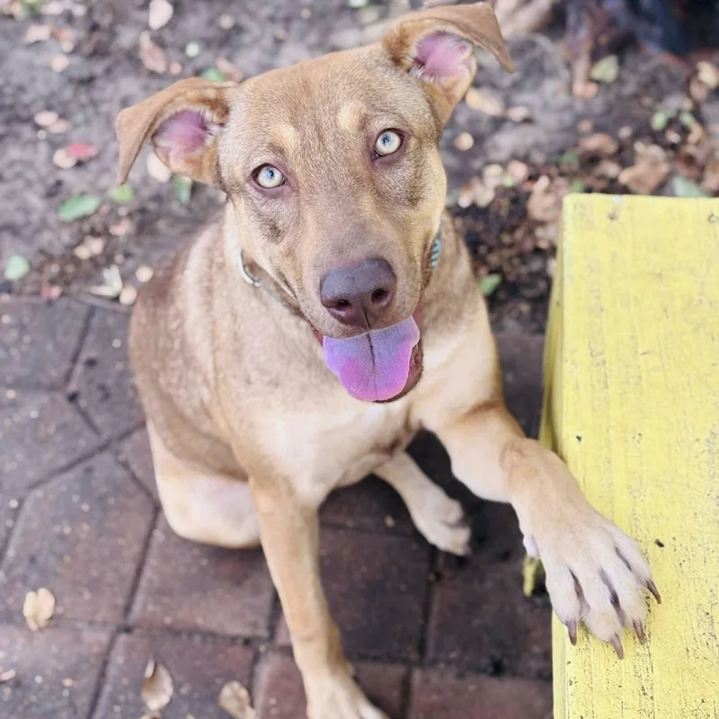 A young medium-sized female Mixed Breed dog named Rosie for adoption in Bastrop, TX