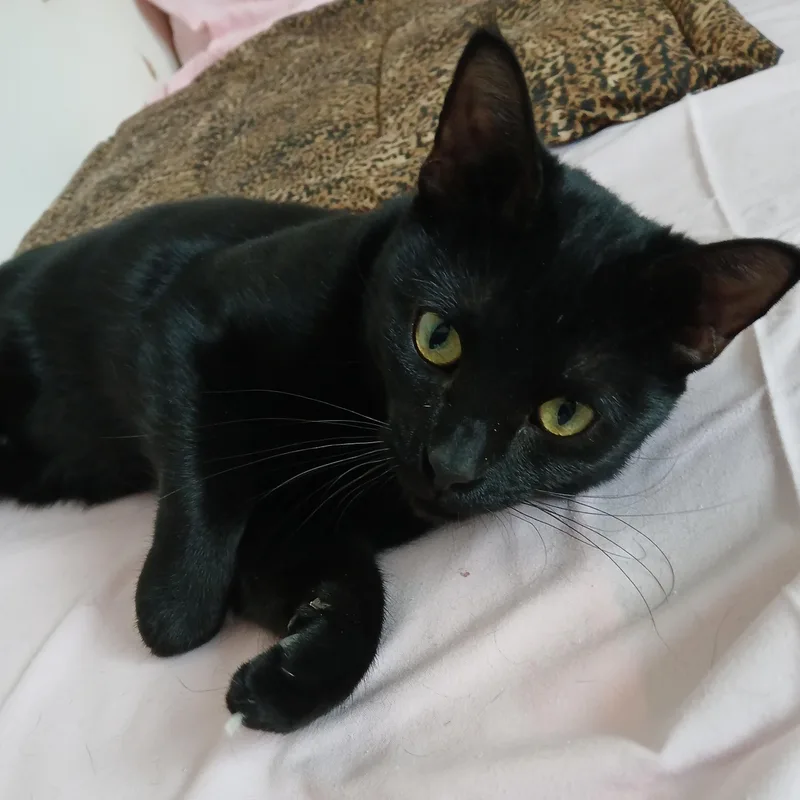 An adult medium-sized female Black Domestic Short Hair cat named Violet for adoption in Germansville, PA