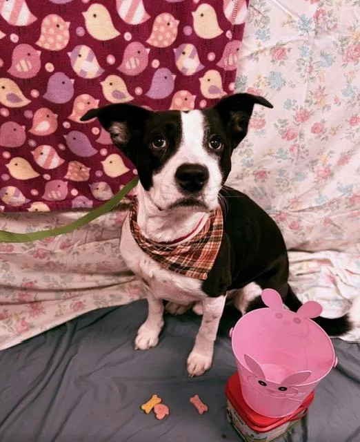 An adult medium-sized male Black Pit Bull Terrier dog named Trap for adoption in Towanda, PA