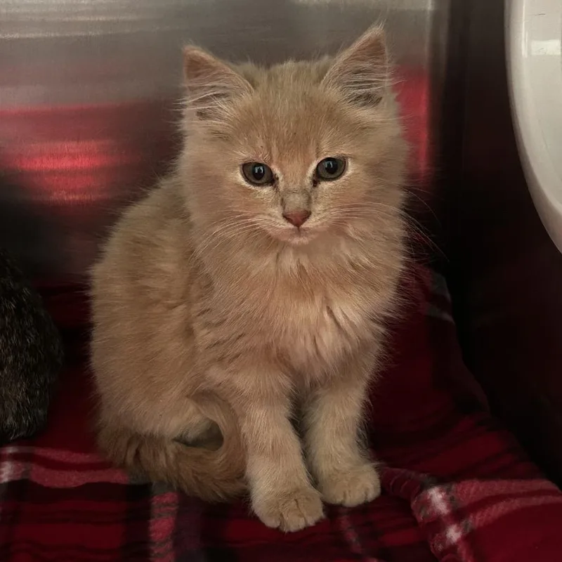 A baby small-sized male Buff / Tan / Fawn Domestic Medium Hair cat named Spagetti for adoption in Spruce Pine, NC