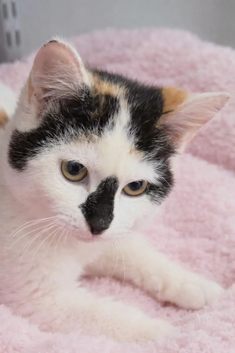 A baby small-sized female Black & White / Tuxedo Snowshoe cat named Willow for adoption in Indian Trail, NC