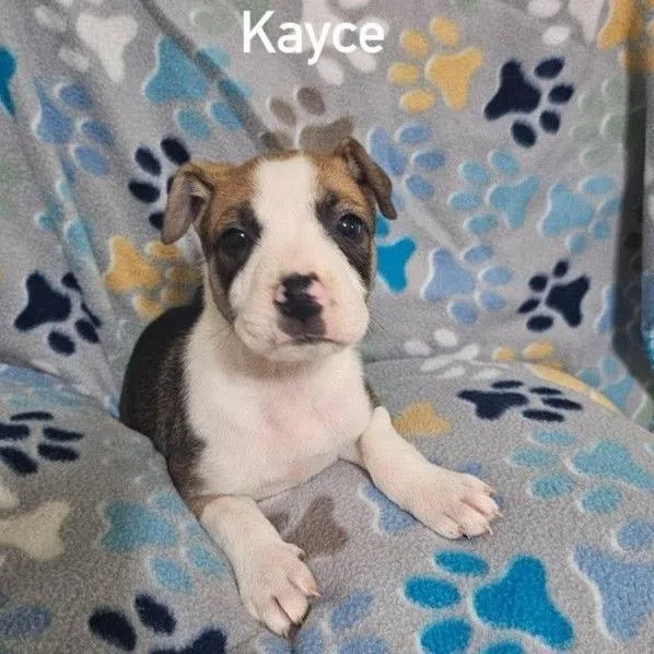 Kayce
