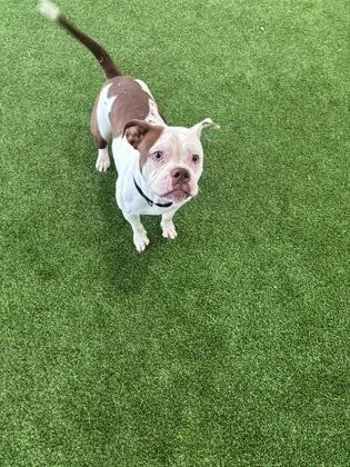 An adult medium-sized female Mixed Breed dog named Wishes for adoption in West Chester, PA