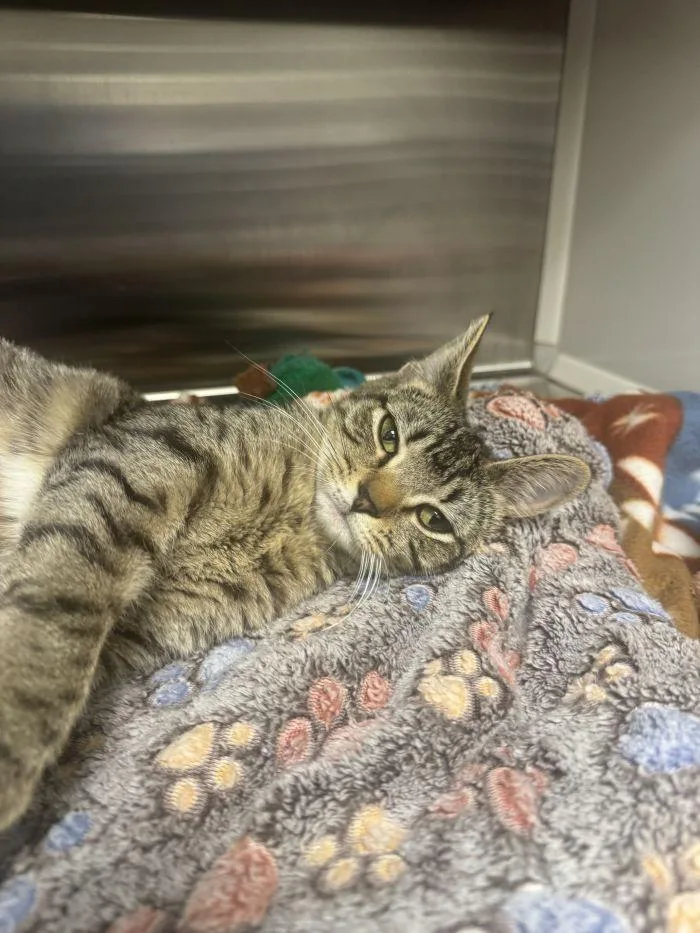 An adult medium-sized male Domestic Short Hair cat named Hype for adoption in Hilton Head Island, SC
