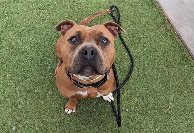 Nala