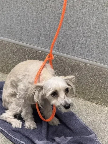 A young small-sized male Poodle dog named Booboo Bear for adoption in Las Vegas, NV