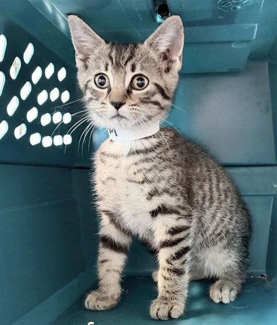 A baby small-sized male Brown / Chocolate Domestic Short Hair cat named Cappy for adoption in Tavares, FL