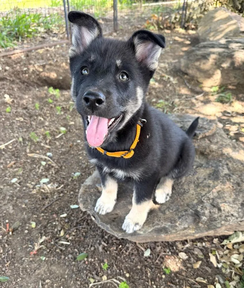 Puppy Daisy thumbnail 3