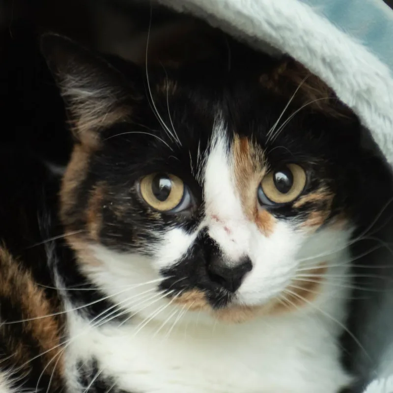 An adult large-sized female Calico Domestic Medium Hair cat named Sassie for adoption in Middletown, RI