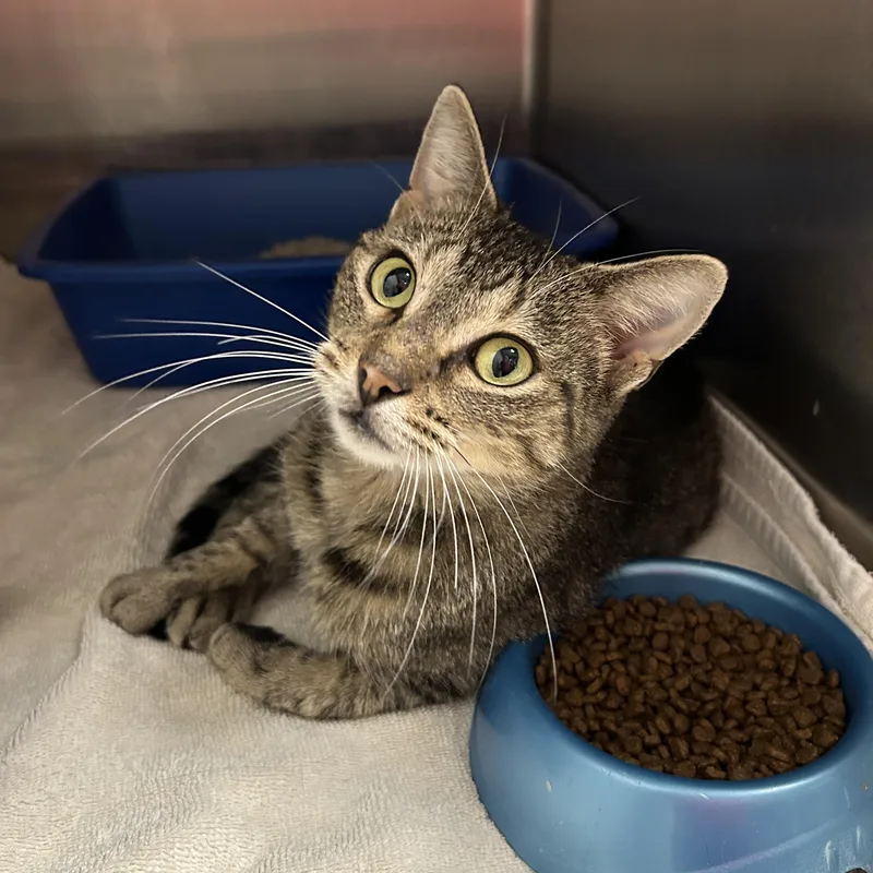 An adult medium-sized female Tabby (Brown / Chocolate) Domestic Short Hair cat named Madea for adoption in La Grange Park, IL