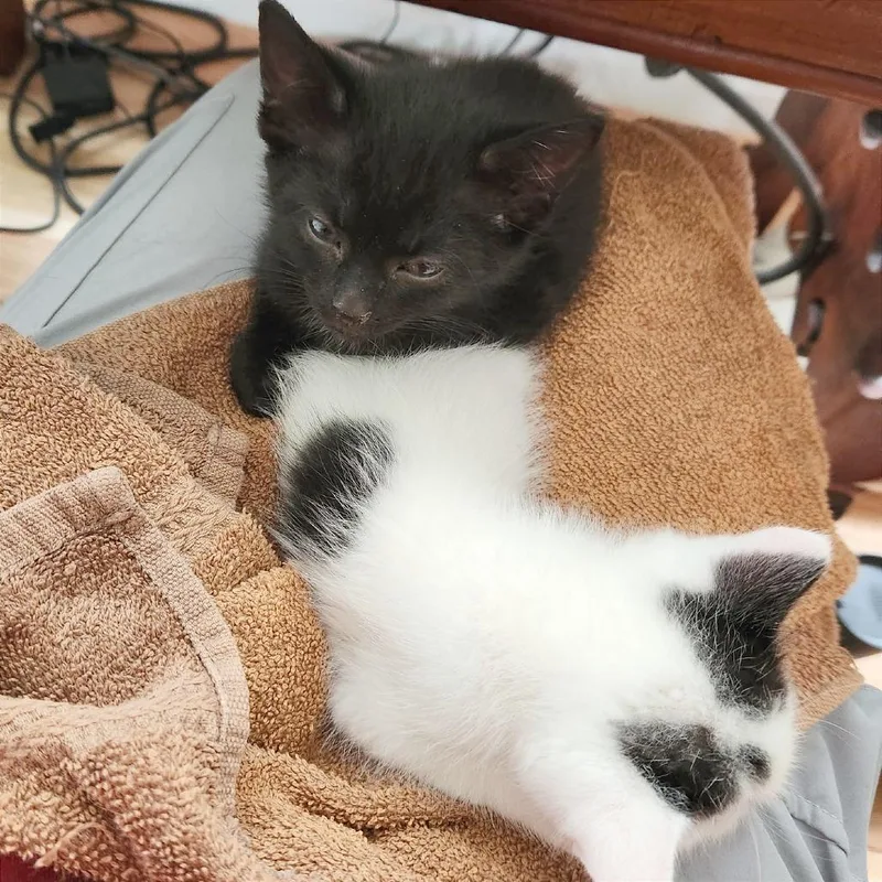 Biscuits thumbnail 6