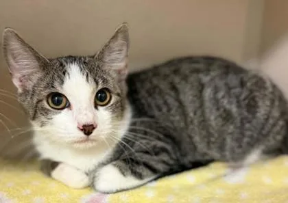An adult small-sized male Domestic Short Hair cat named Eddy for adoption in Bowling Green, KY