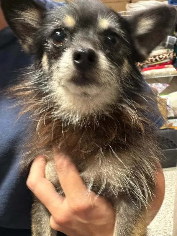 An adult small-sized male Brown / Chocolate Chihuahua dog named Huckleberry Pie for adoption in Richmond, TX