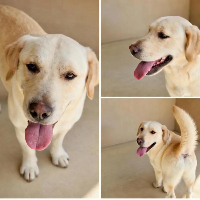 An adult medium-sized female Yellow Labrador Retriever dog named Hunny for adoption in Dandridge, TN