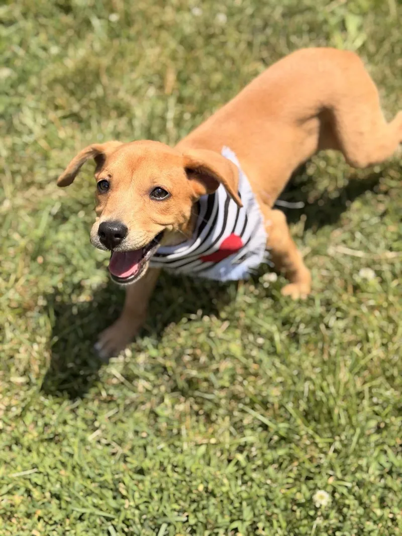 A baby medium-sized female Chihuahua dog named Aspen for adoption in Sparta, NJ