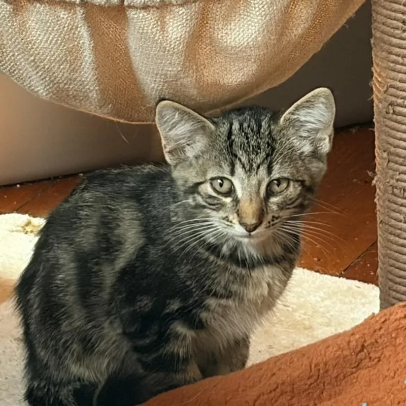 A baby small-sized female Gray / Blue / Silver Domestic Short Hair cat named Mary Ann for adoption in Aldie, VA