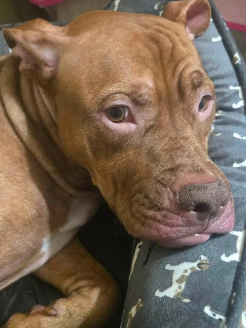 A young medium-sized male Bulldog dog named Dexter for adoption in Yukon, OK