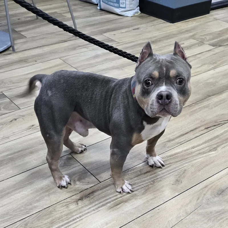 A baby small-sized male Pit Bull Terrier dog named Cairo for adoption in Newark, NJ