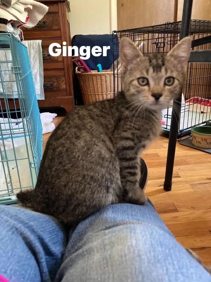 A baby small-sized female Tabby (Brown / Chocolate) Domestic Short Hair cat named Ginger for adoption in Turnersville, NJ