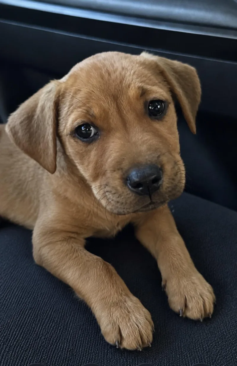 A baby medium-sized female Labrador Retriever dog named Nala โ Your Future for adoption in Conway, SC