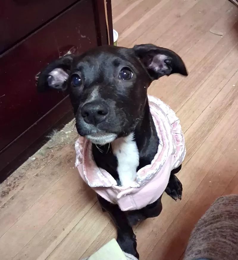 A young medium-sized female Labrador Retriever dog named Nemo for adoption in Lewiston, ID