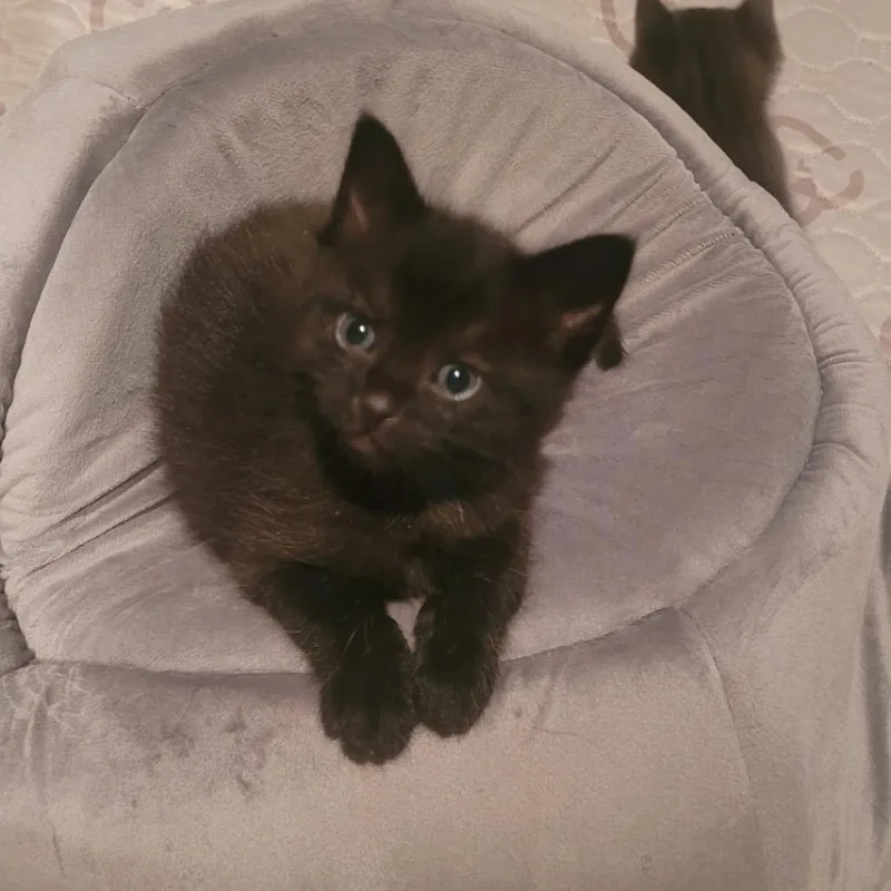 A baby small-sized female Black Domestic Short Hair cat named Meeny for adoption in Ferndale, WA