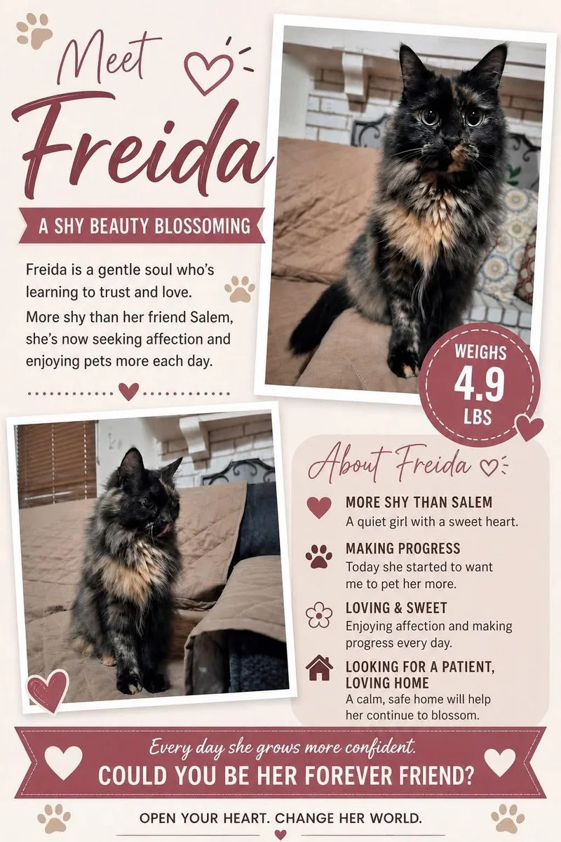 An adult small-sized female Tortoiseshell cat named Freida for adoption in San Antonio, TX