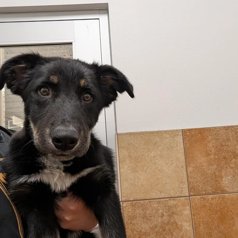A baby medium-sized male Mixed Breed dog named Riot for adoption in Spokane, WA