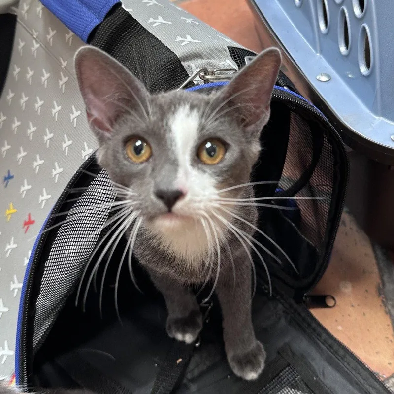 A baby medium-sized female Gray / Blue / Silver Domestic Short Hair cat named Shanghai for adoption in Dallas, TX