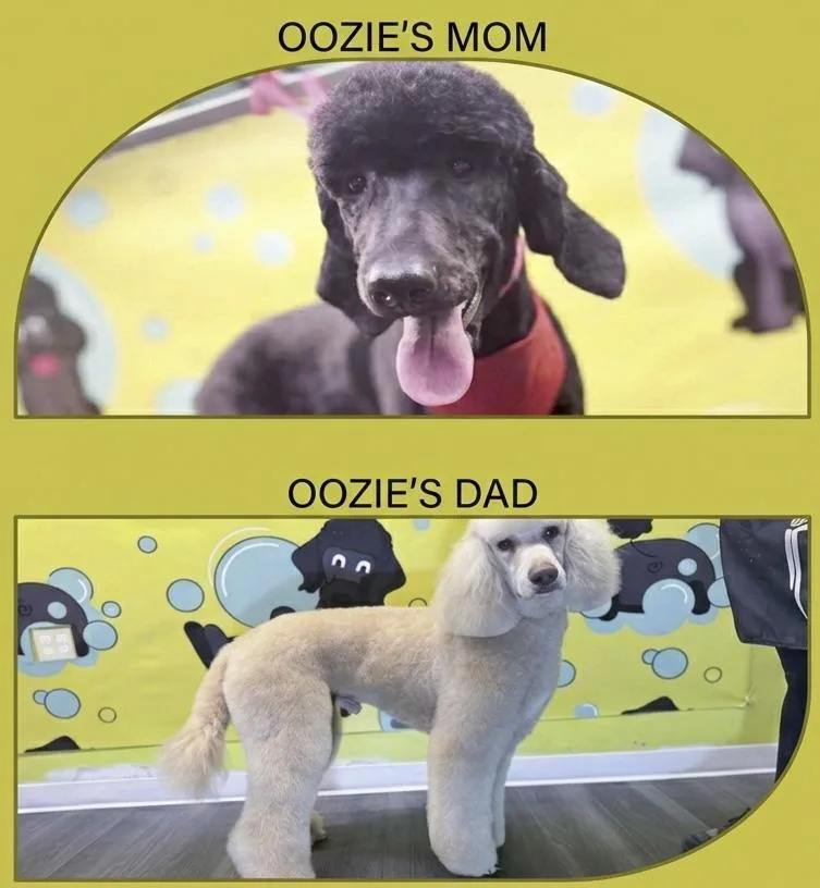 A young medium-sized male Standard Poodle dog named Oozie for adoption in Southport, CT