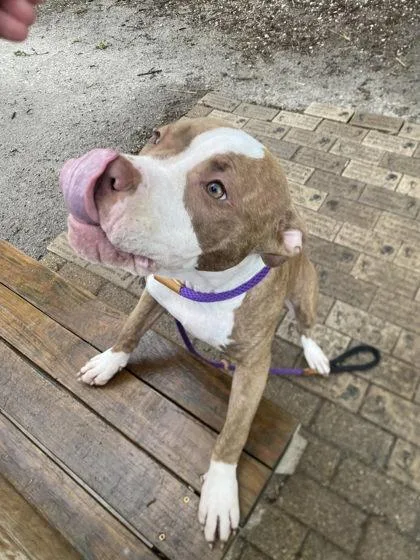 A young medium-sized female Mixed Breed dog named Biggby for adoption in Hobart, IN