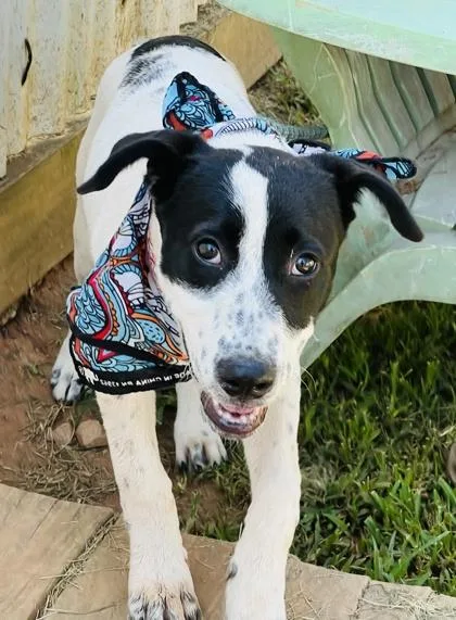 A baby small-sized female Labrador Retriever dog named Bonita $ for adoption in Seneca, SC