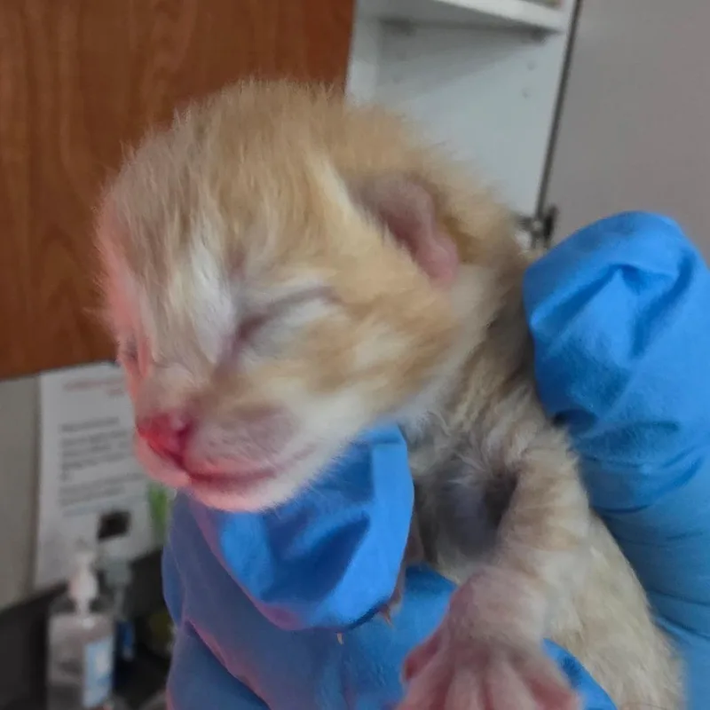 A baby small-sized female Domestic Short Hair cat named Jonathan Majors for adoption in Yuma, AZ