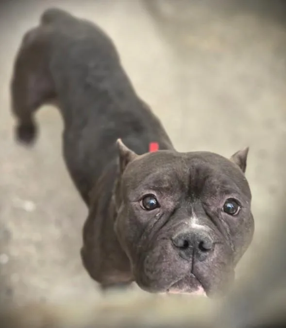 An adult large-sized male Pit Bull Terrier dog named Smalls for adoption in Los Angeles, CA