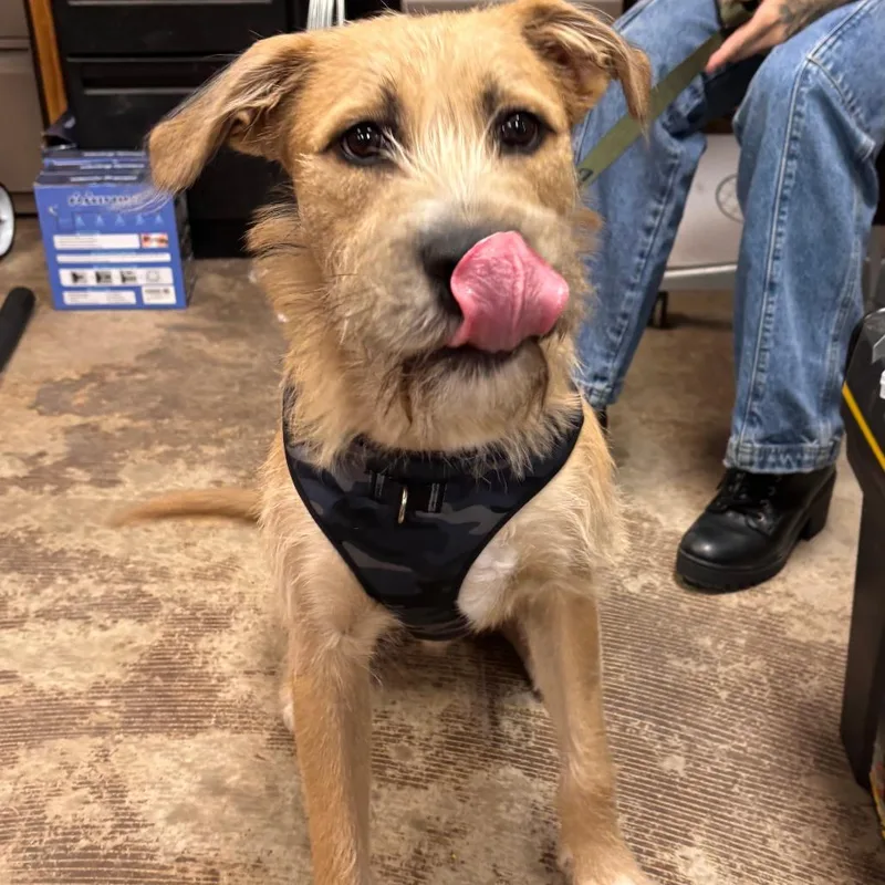 A young large-sized male Yellow / Tan / Blond / Fawn Terrier dog named Bruno Bear for adoption in Austin, TX