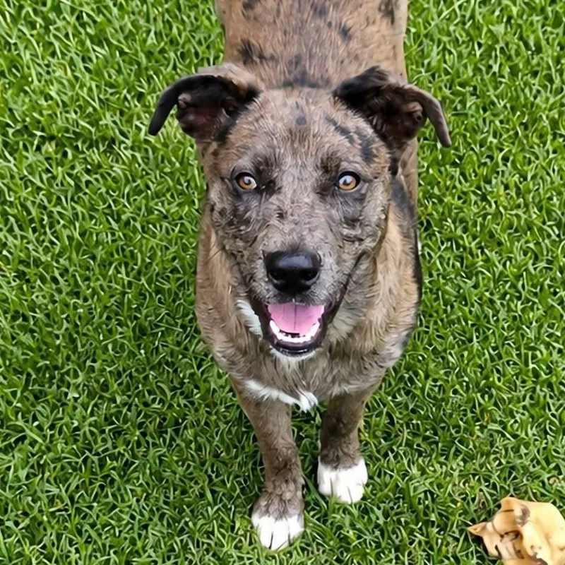 A young medium-sized female Brindle Mixed Breed dog named Daisy Mae for adoption in Brewton, AL