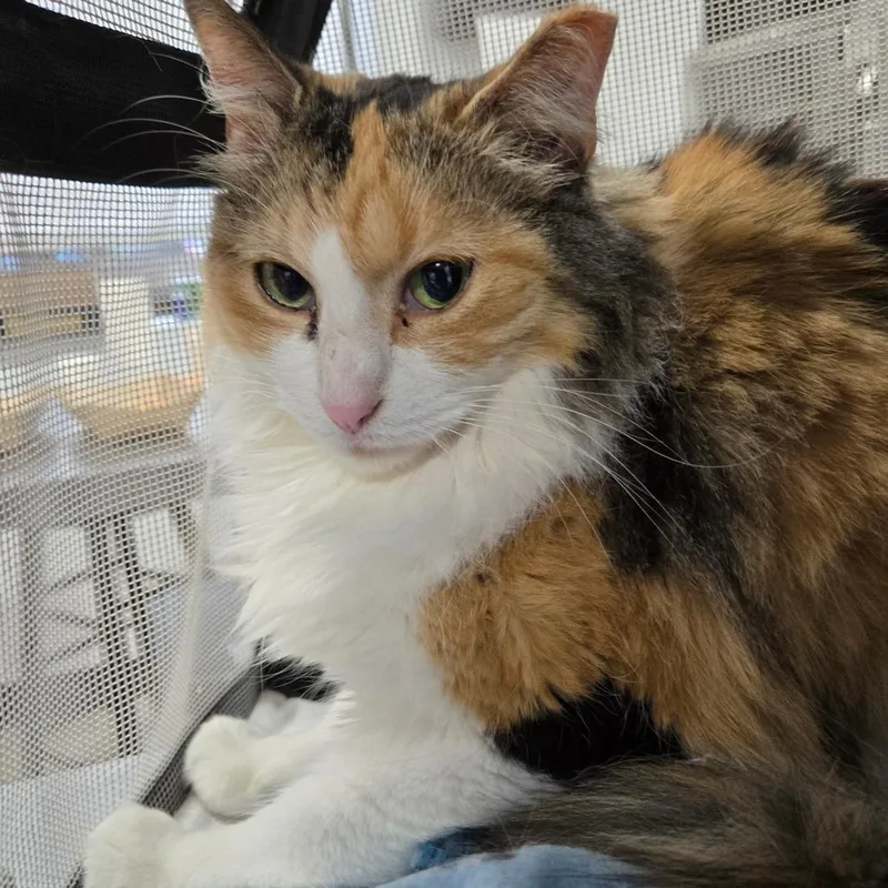 A senior medium-sized female Domestic Long Hair cat named Banana Split for adoption in Newark, NJ